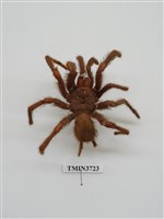 藏品(蜘蛛)的圖片